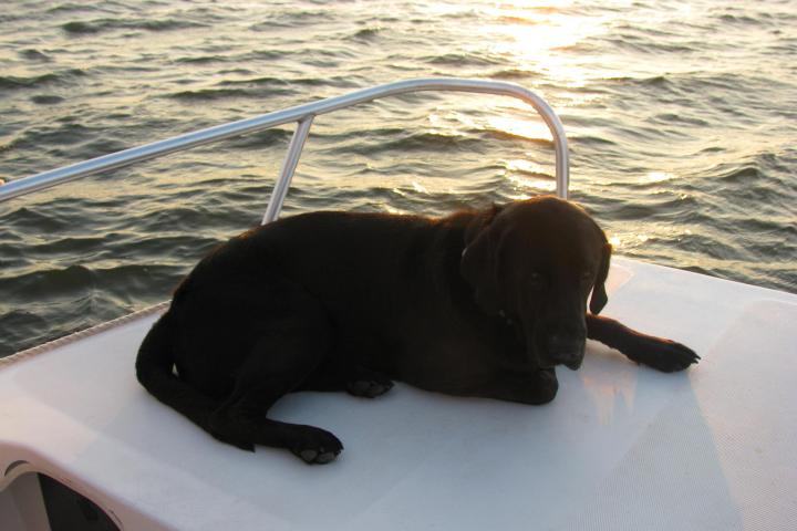 a dog sitting in the water
