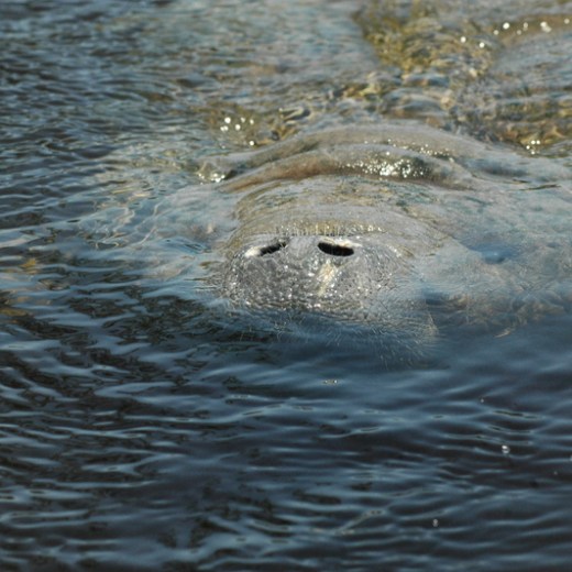 an animal swimming in the water