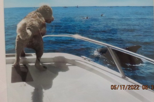 a dog swimming in a body of water