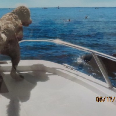 a dog swimming in a body of water