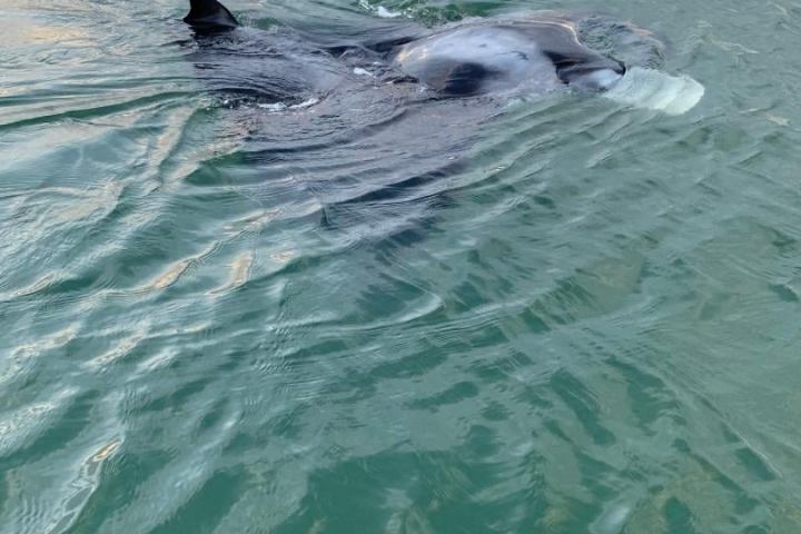 a dog swimming in a body of water