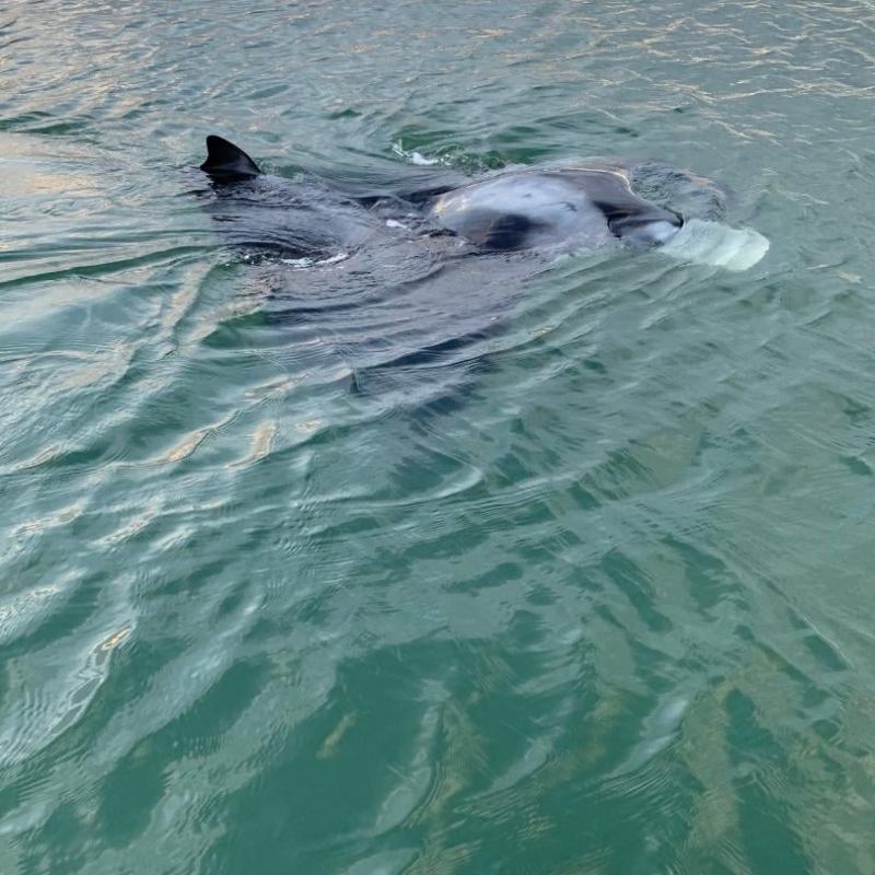 a dog swimming in a body of water