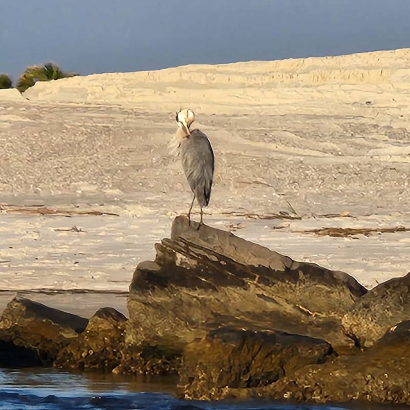 a bird standing on a beach near a body of water