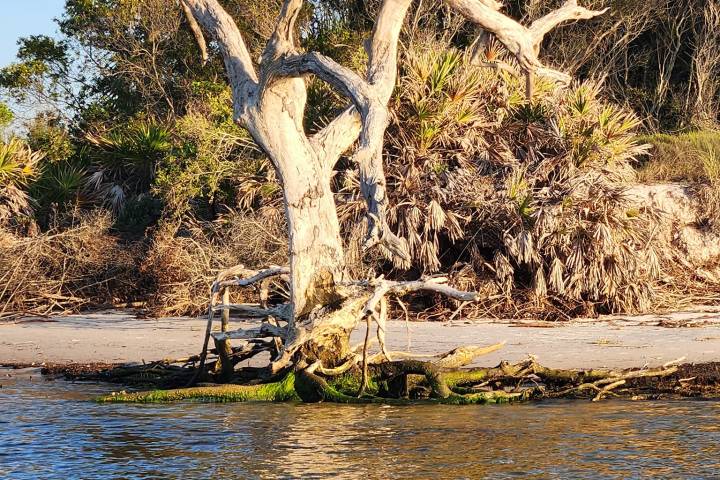 a tree next to a body of water