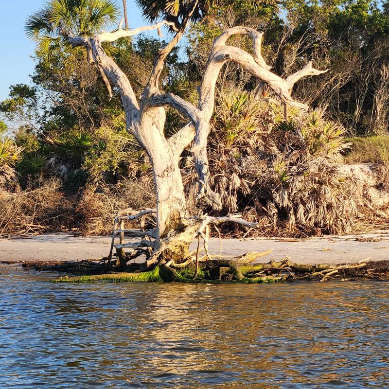 a tree next to a body of water