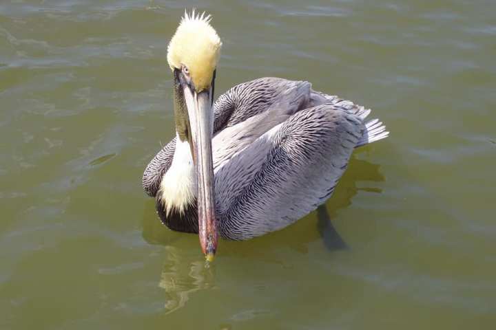 a swan swimming in a body of water