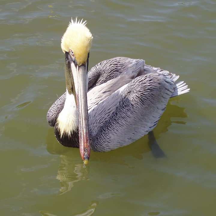 a swan swimming in a body of water